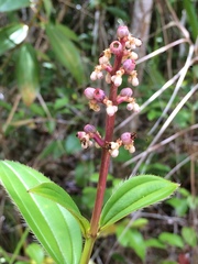 Miconia ciliata