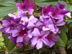 Meriania nobilis