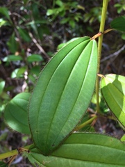 Miconia ciliata