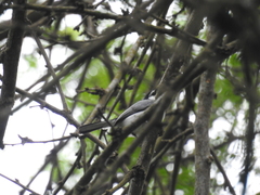 Polioptila bilineata