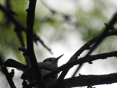 Polioptila bilineata