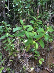 Miconia ciliata