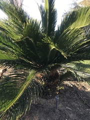 Cycas revoluta