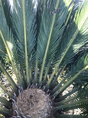 Cycas revoluta