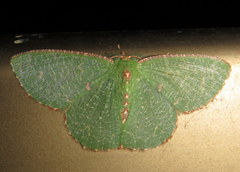 Eucyclodes metaspila