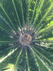 Cycas revoluta