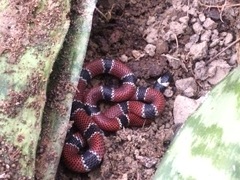 Micrurus corallinus