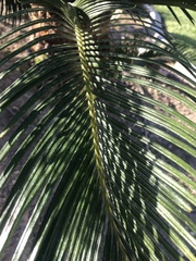 Cycas revoluta