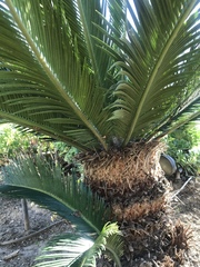Cycas revoluta