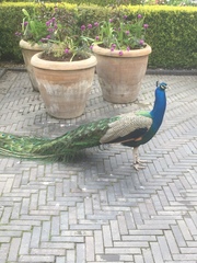 Pavo cristatus