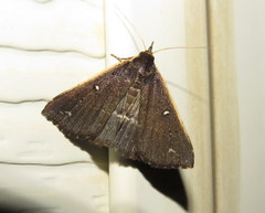 Adrapsa ablualis