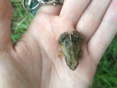 Physalaemus cuvieri