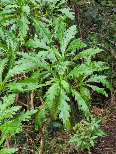 Argyranthemum pinnatifidum