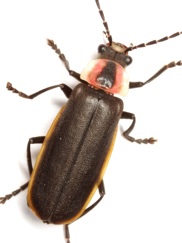 Discodon flavomarginatum