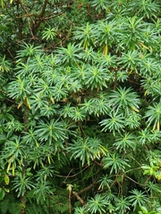 Honey Spurge (Euphorbia mellifera)
