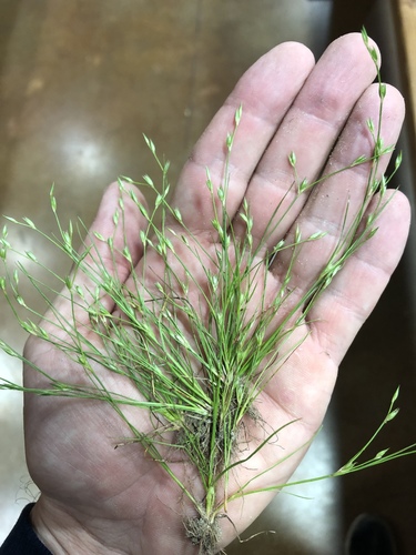 Juncus bufonius