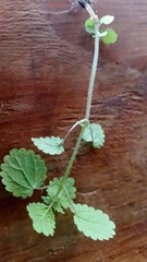 Hesperocnide tenella