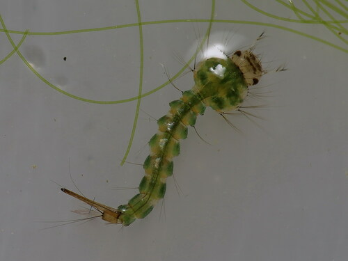 Culex hortensis