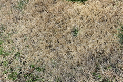 Zoysia