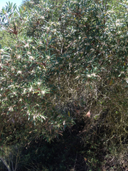 Comarostaphylis diversifolia diversifolia