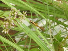 Erythrodiplax melanorubra