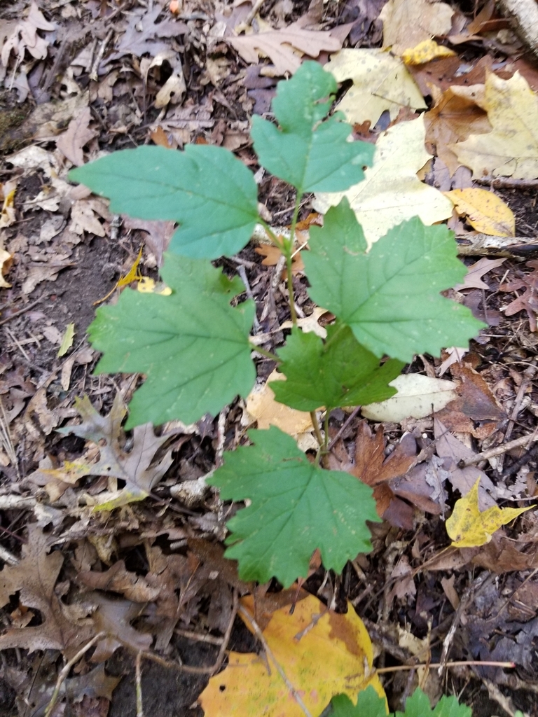 American highbush cranberry from london on n6k 4j5 canada on october