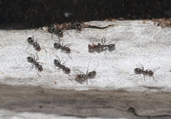 Iridomyrmex suchieri