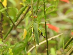 Zoniopoda tarsata