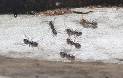 Iridomyrmex suchieri