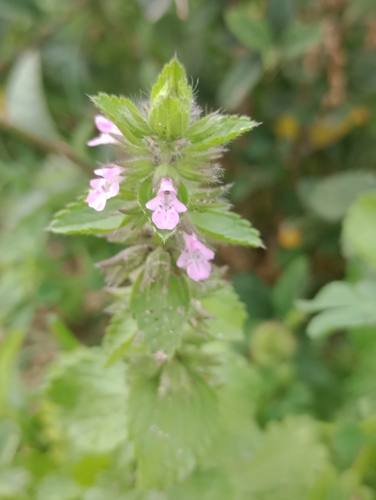 Stachys arvensis