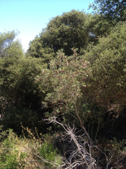 Comarostaphylis diversifolia diversifolia