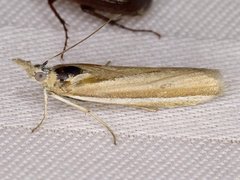 Pima albiplagiatella