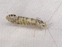 Nectopsyche exquisita