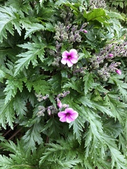 Geranium maderense