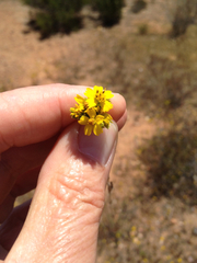 Deinandra fasciculata