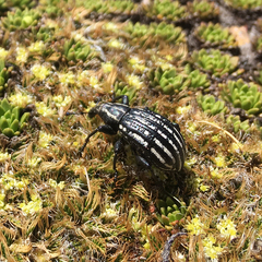 Lyperobius hudsoni