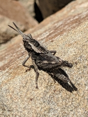 Dracotettix monstrosus