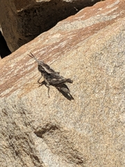 Dracotettix monstrosus