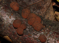 (c) Carlos Muñoz-Amezcua, some rights reserved (CC BY) Beech Woodwart