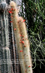 Cleistocactus