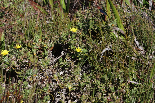 Image of Osteospermum ilicifolium by (c) Tony Rebelo, some rights reserved (CC BY-SA)