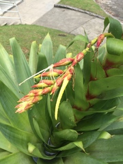 Alcantarea imperialis