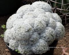Mammillaria plumosa
