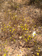 Deinandra fasciculata