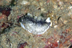 Dermatobranchus striatellus