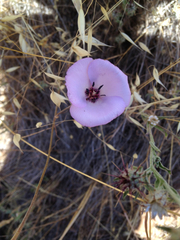 Calochortus splendens