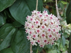 Hoya verticillata