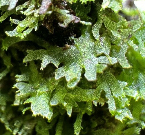 Hymenophyllum wrightii iNat (3)