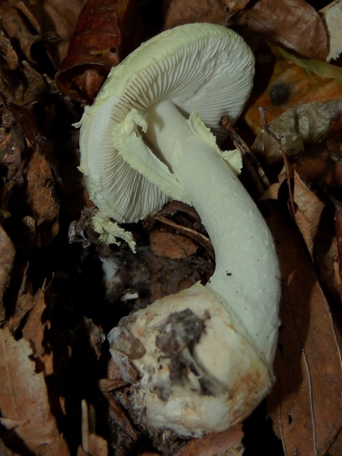 False Death-cap