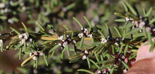 Image of Grubbia rosmarinifolia by (c) Tony Rebelo, some rights reserved (CC BY-SA)